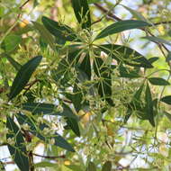 Alstonia actinophylla (Cunn.) Schumann的圖片