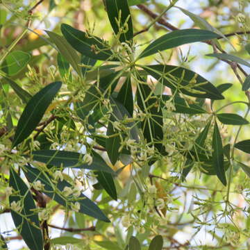 Image of Alstonia actinophylla (Cunn.) Schumann