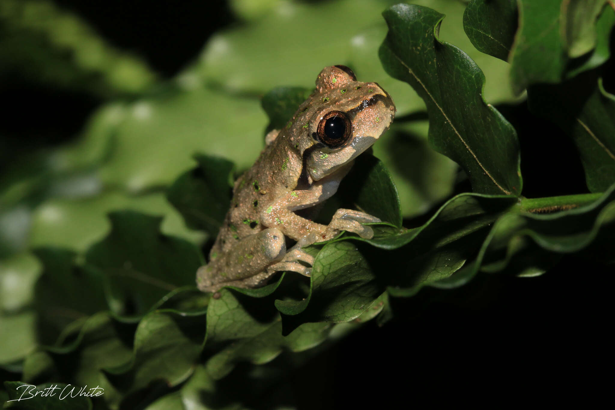 Image of Matuda’s Spikethumb Frog