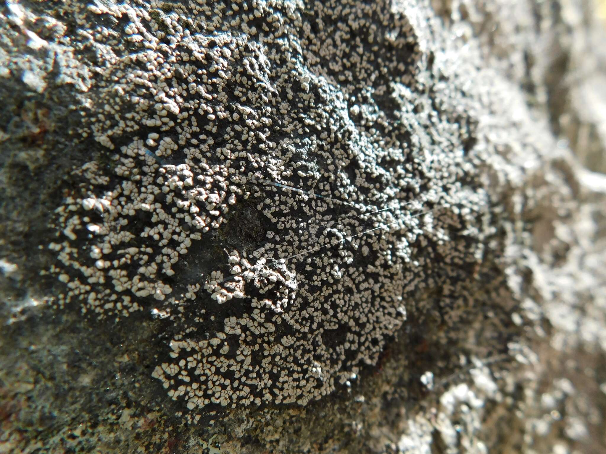 Image of big map lichen