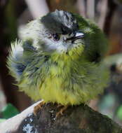 Image of Pale-yellow Robin