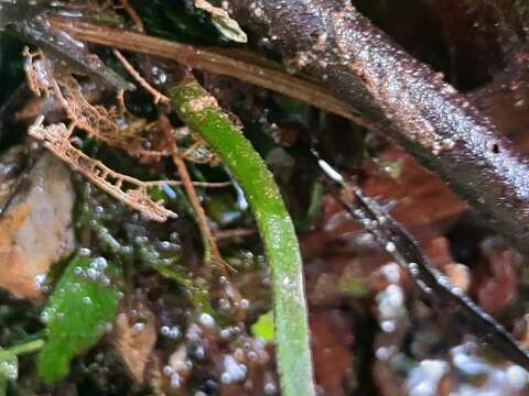 Image of Hymenasplenium obscurum (Bl.) Tag.