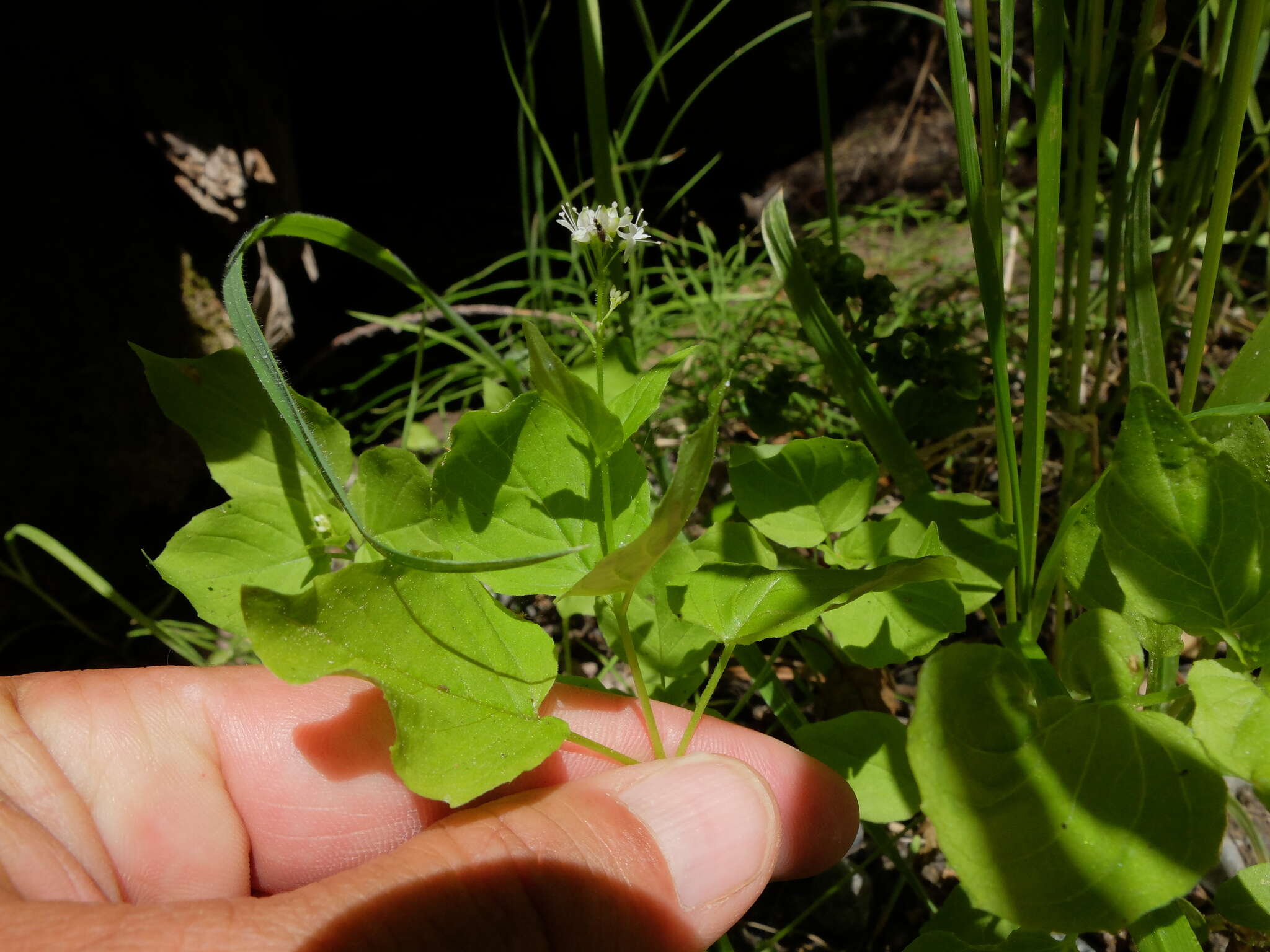 Image of Alpine enchanter’s-nightshade