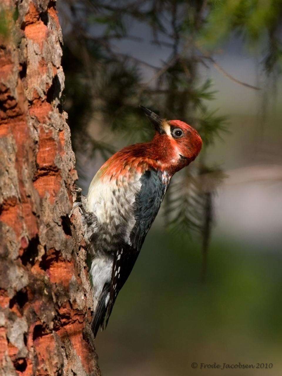 Sphyrapicus ruber daggetti Grinnell 1901的圖片