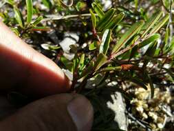 Image of Xerochlamys itremoensis Hong-Wa