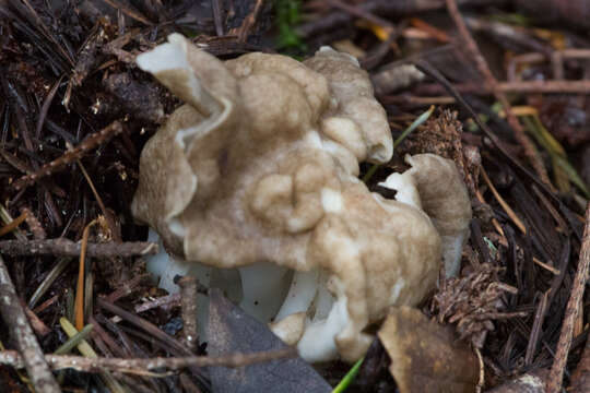 Imagem de Helvella maculata N. S. Weber 1975