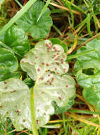 Image of Puccinia glechomatis DC. 1808