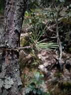 Image of Aztec Pine