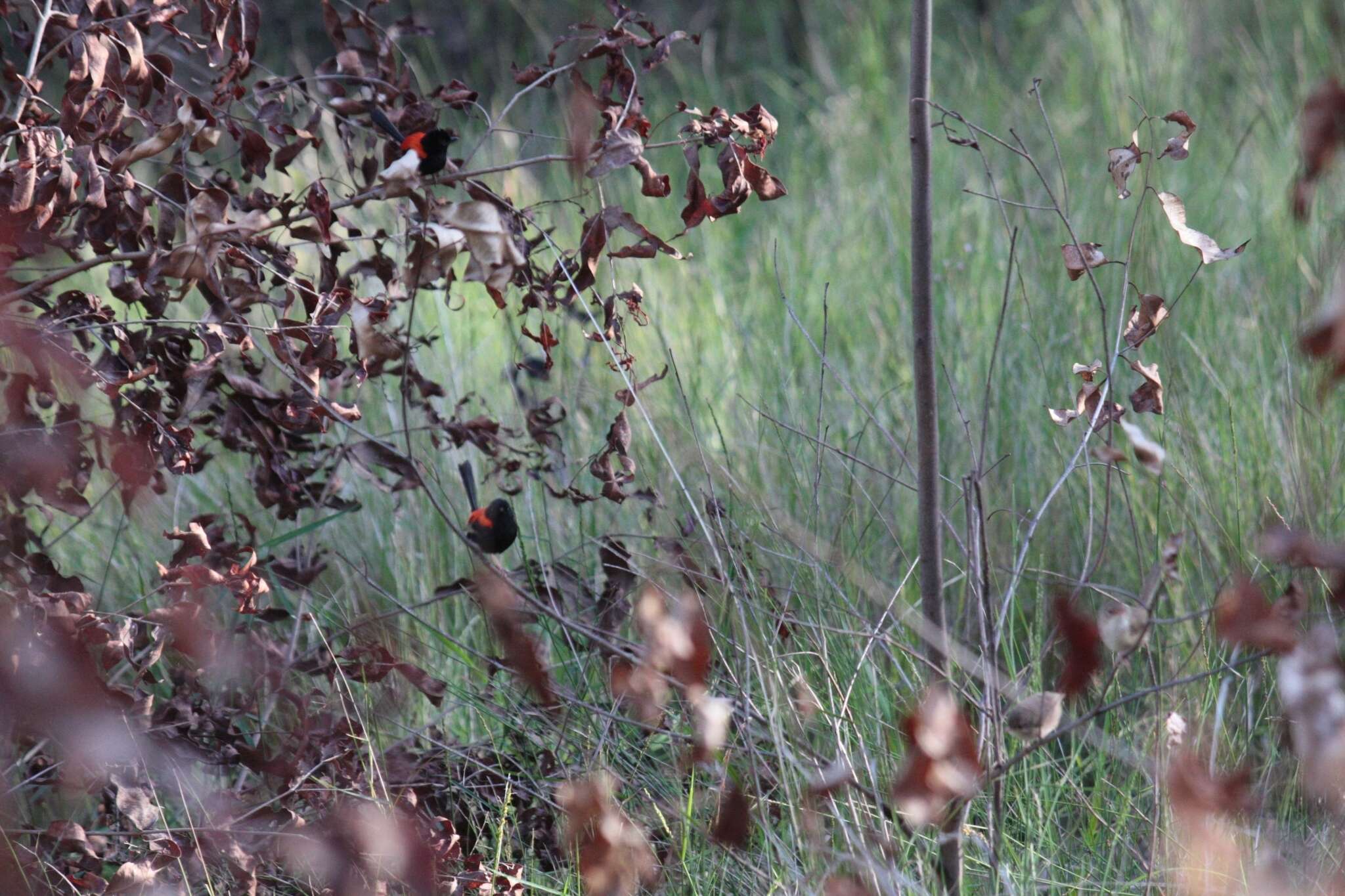 Image of Red-backed Fairy-wren