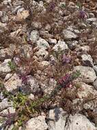 Image of Sideritis romana subsp. purpurea (Talbot ex Benth.) Heywood