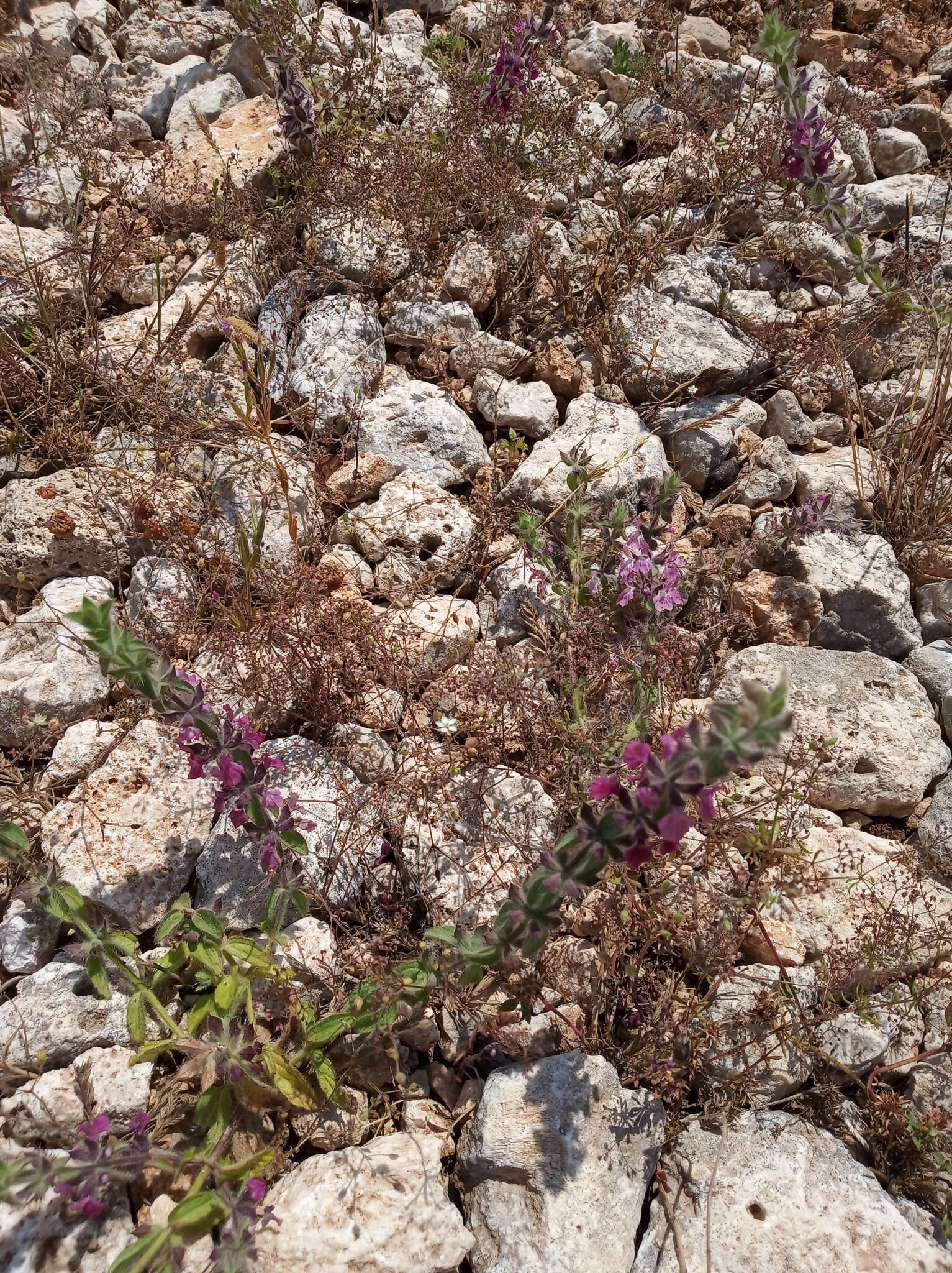 Image of Sideritis romana subsp. purpurea (Talbot ex Benth.) Heywood