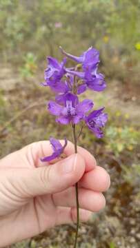 Image of Delphinium pentagynum Lam.