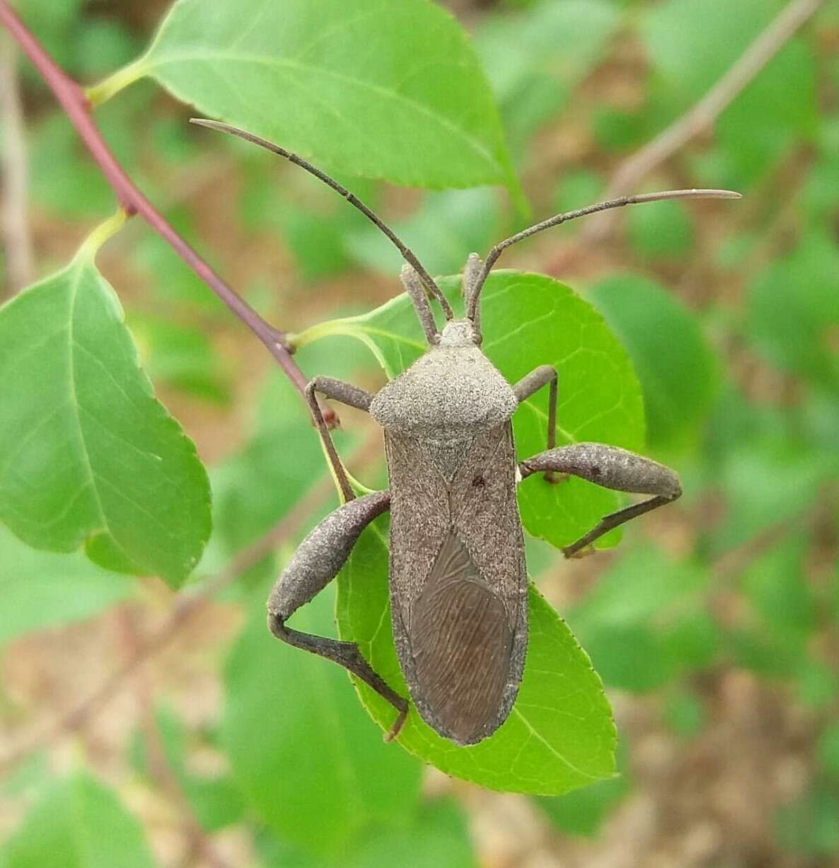 Слика од Mictis tenebrosa (Fabricius 1787)