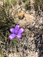 Image of Purple enamel orchid