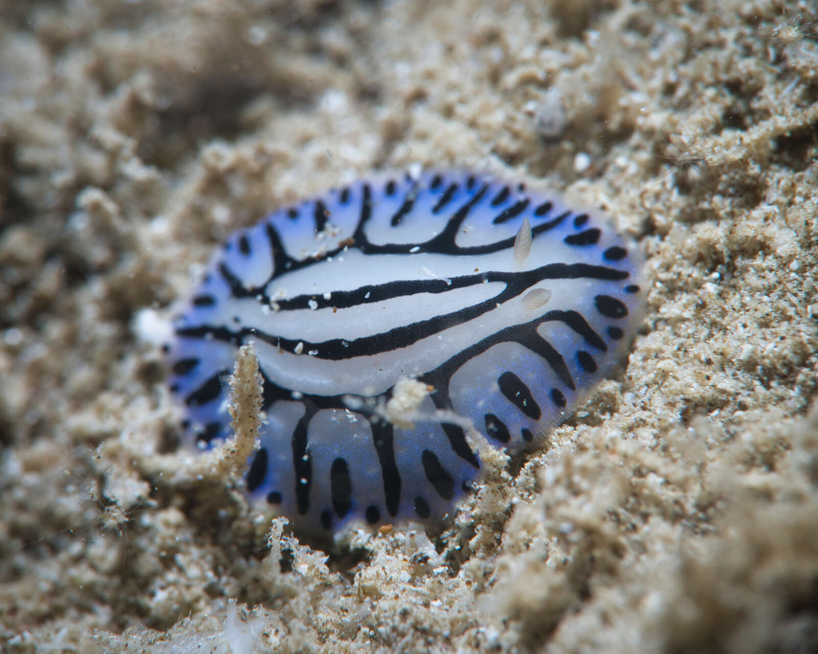 Image of Phyllidiopsis sphingis Brunckhorst 1993