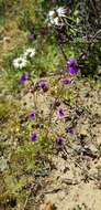 Sivun Nemesia chrysolopha Diels kuva