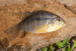 Image of Banded acara