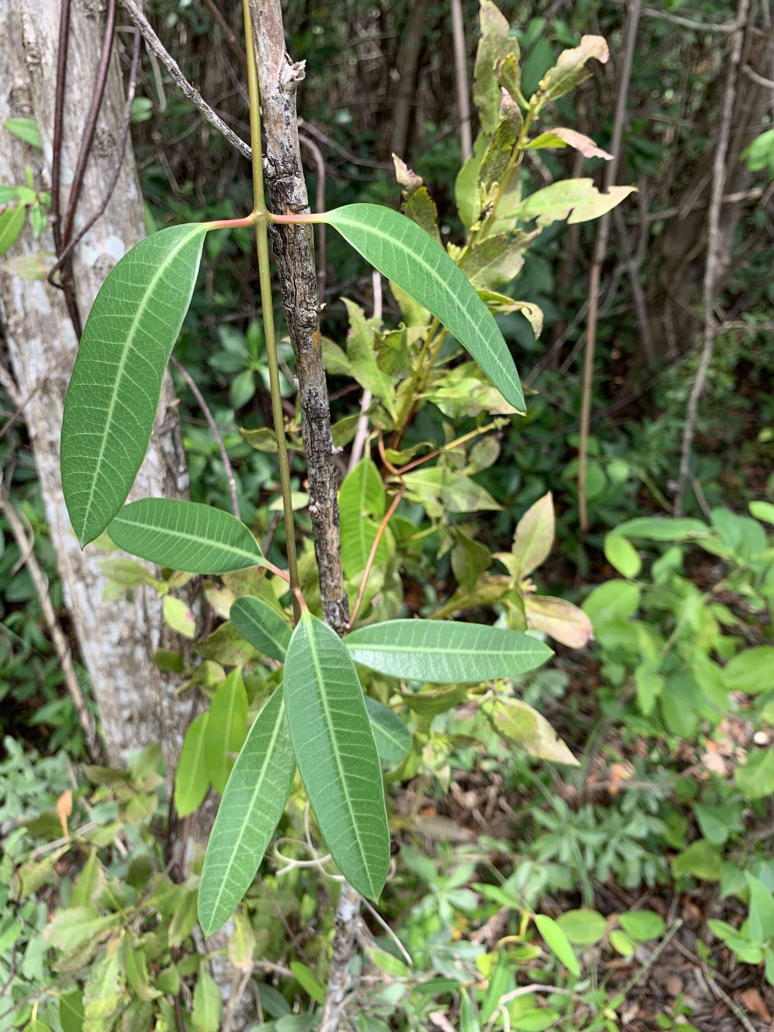 Image of Mangrovevine