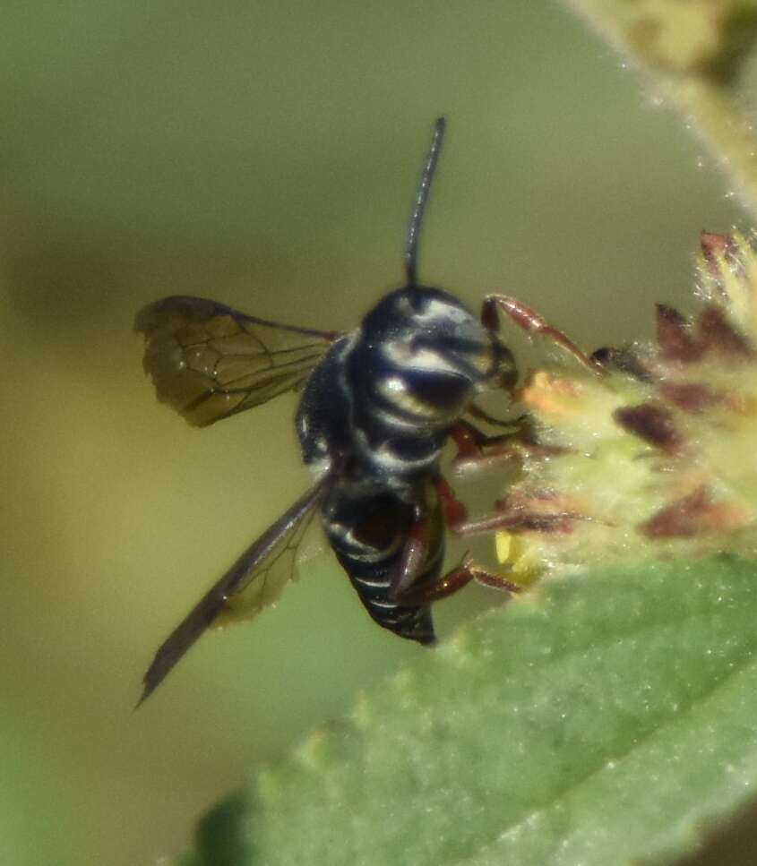 Image of Coelioxys mexicanus Cresson 1878