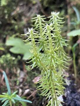 Image of Huperzia quasipolytrichoides (Hayata) Ching