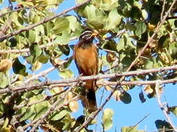 Sivun Emberiza tahapisi nivenorum (Winterbottom 1965) kuva