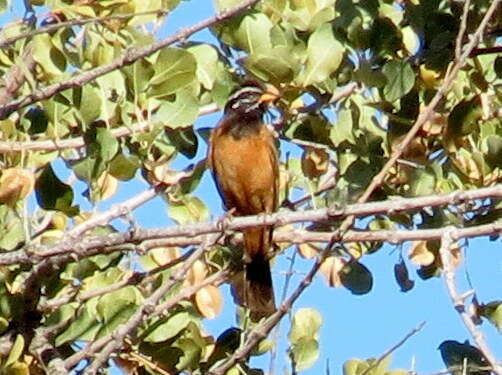 Sivun Emberiza tahapisi nivenorum (Winterbottom 1965) kuva