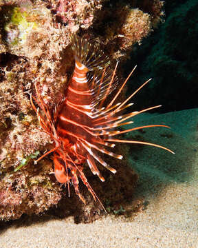 Pterois sphex Jordan & Evermann 1903 resmi