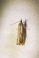 صورة Catoptria latiradiellus Walker 1863