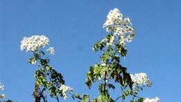 Image of Daisy tree