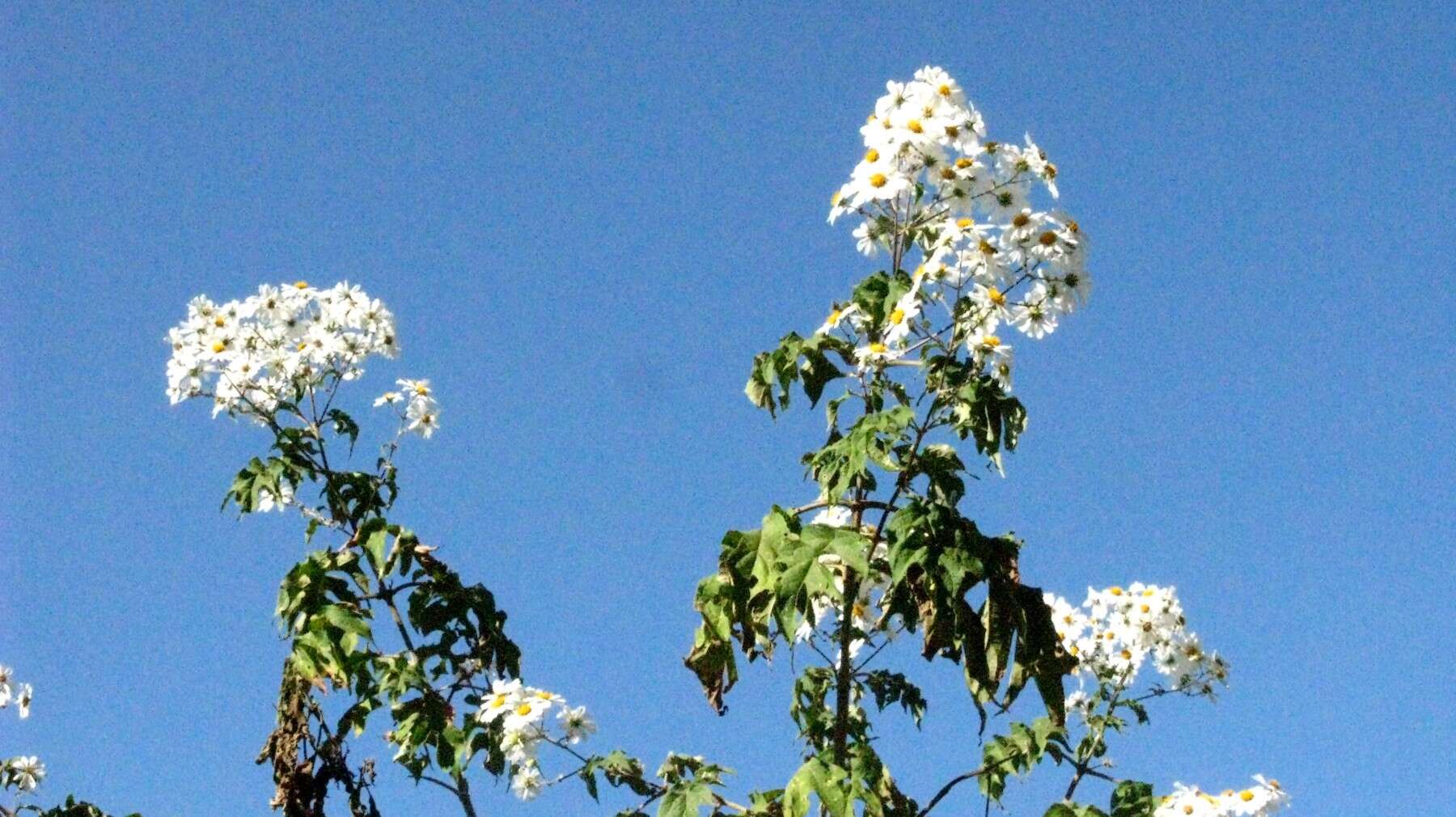 Image of Daisy tree