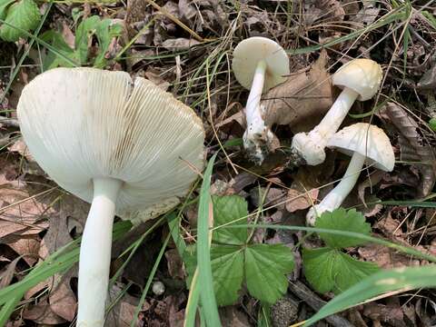 Imagem de Amanita albocreata (G. F. Atk.) E.-J. Gilbert 1941