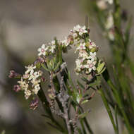 Imagem de Platysace heterophylla (Benth.) Norman