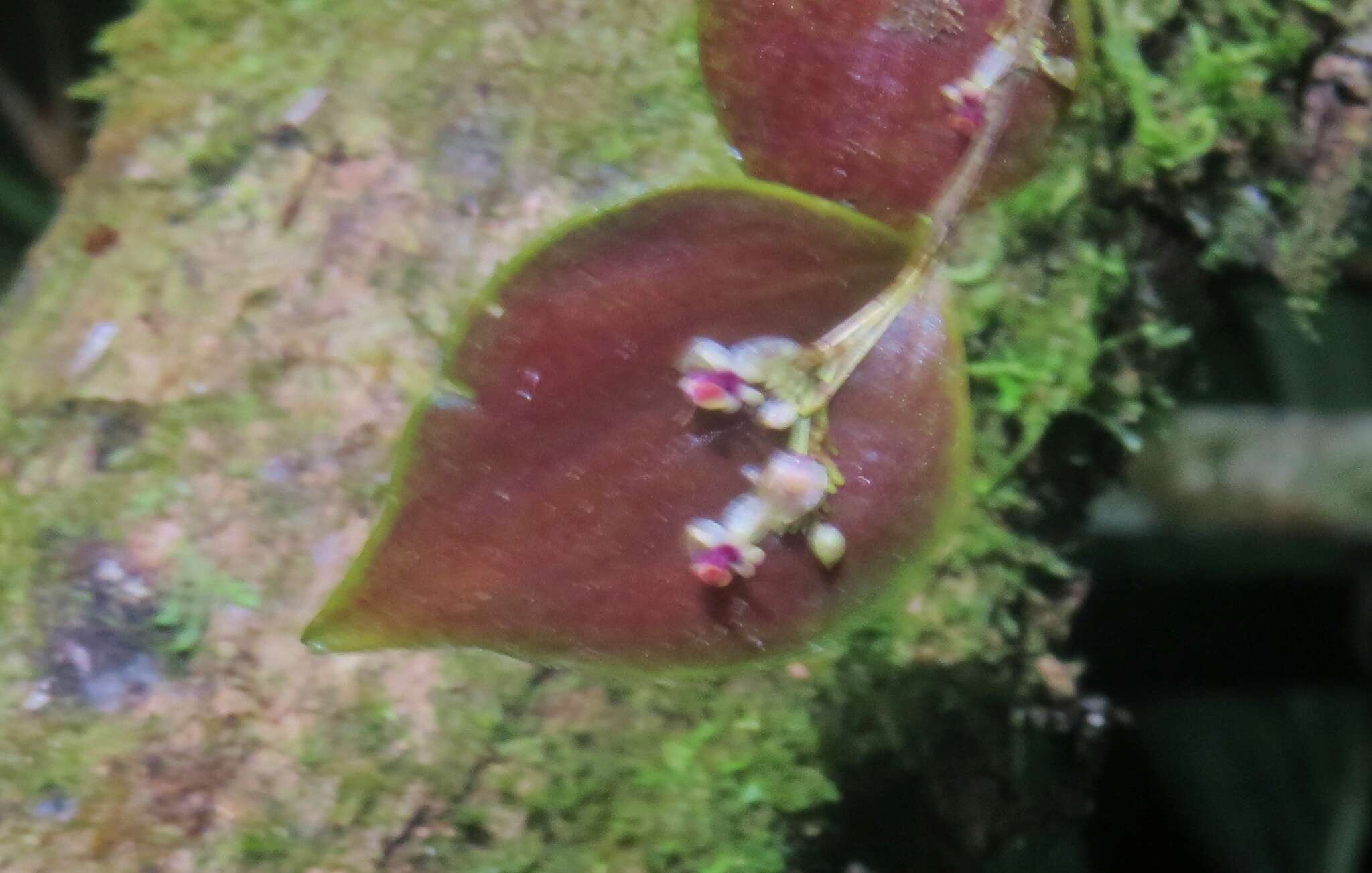 Image of Lepanthes appendiculata Ames