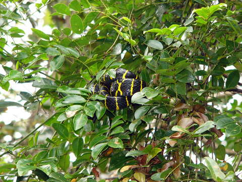 Image of Gold-ringed Cat snake