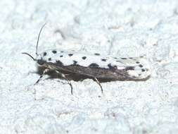 Image of Ethmia hagenella Chambers 1878