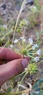 Image of white sand verbena