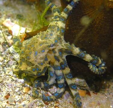 Image of Southern blue-ringed octopus