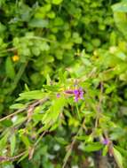 Image of blue waxweed