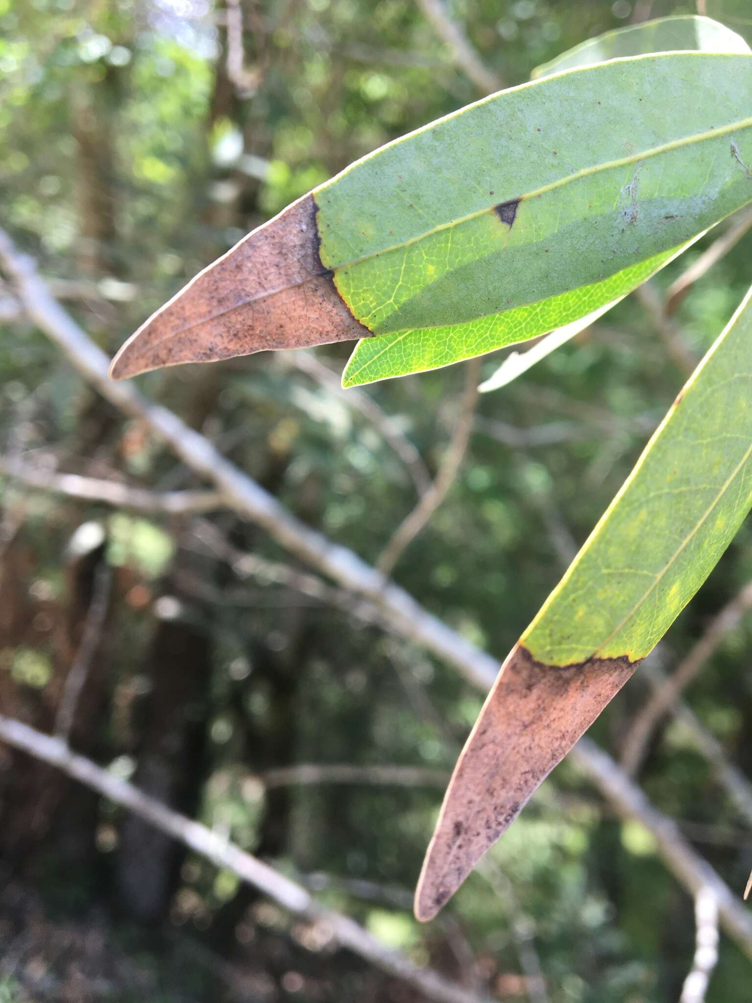 Image of Sudden oak death