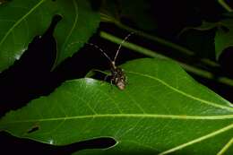 Image of Acalolepta permutans (Pascoe 1857)