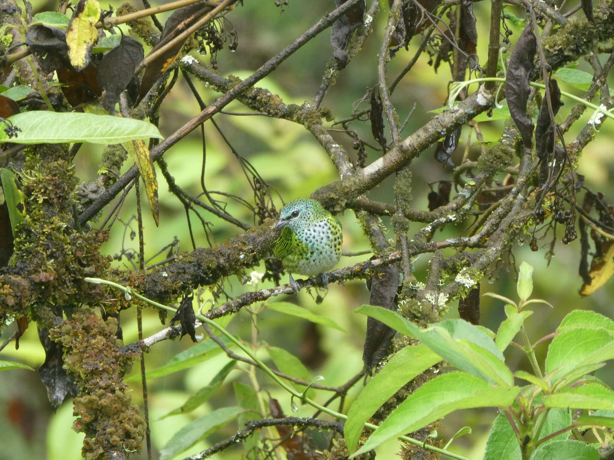 صورة Ixothraupis punctata (Linnaeus 1766)