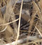 Image of Hispid Pocket Mouse