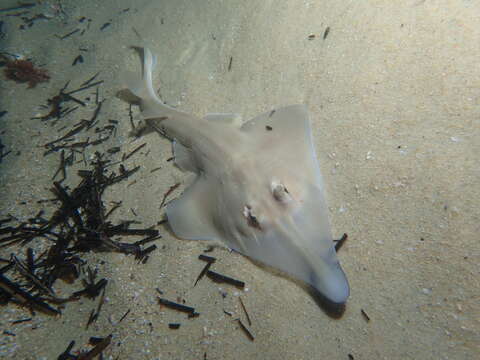 Image of Guitarfish