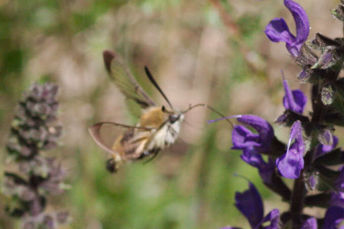 Imagem de Hemaris tityus (Linnaeus 1758)