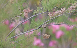 Image of Western Olivaceous Warbler