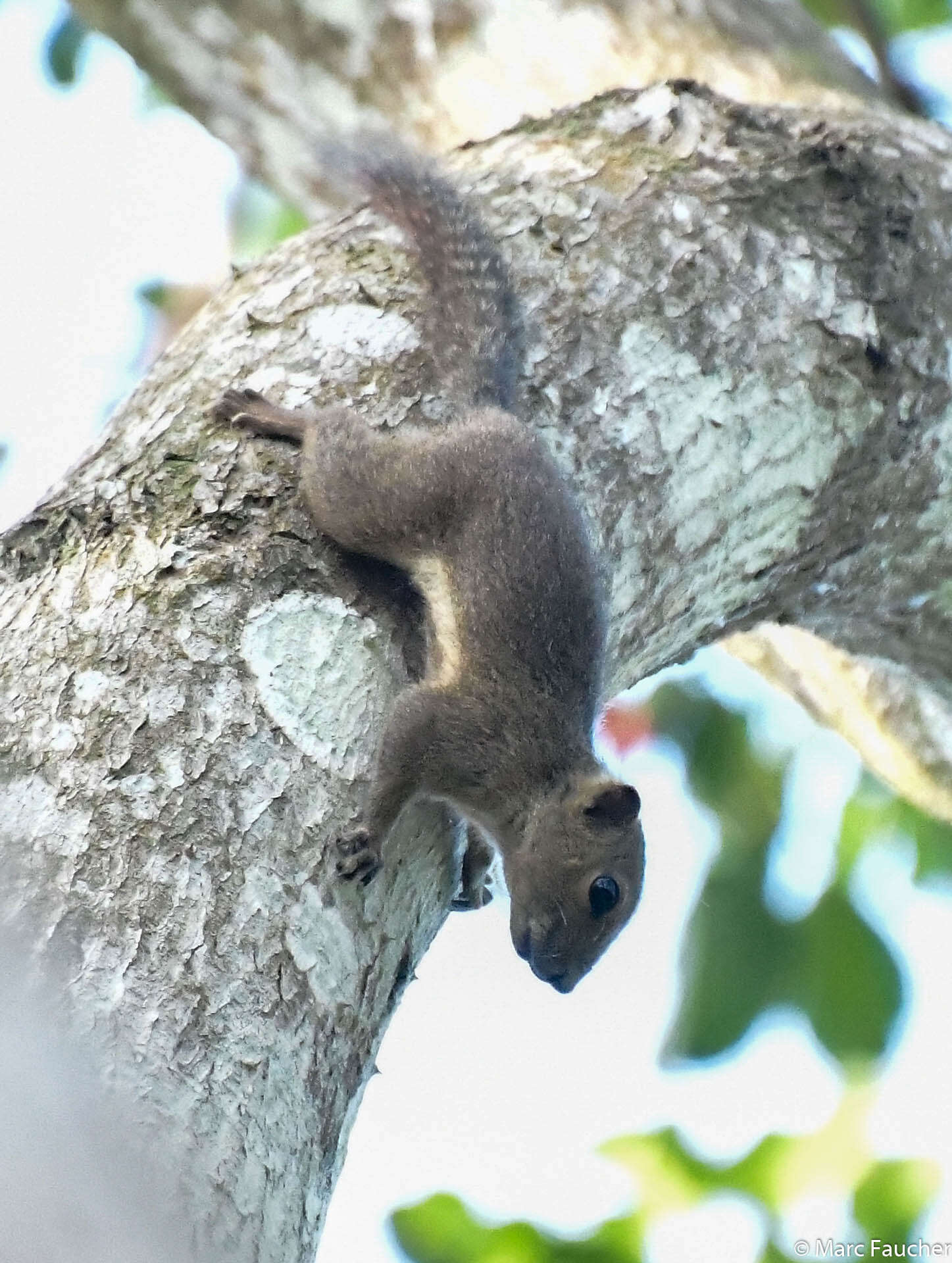 Image of Ear-spot Squirrel