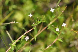 Imagem de Epilobium pseudorubescens A. K. Skvortsov