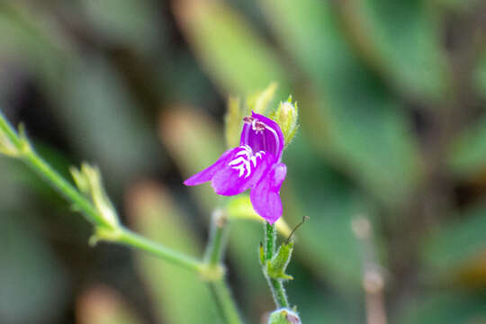 Image of Justicia galapagana Lindau ex Robinson