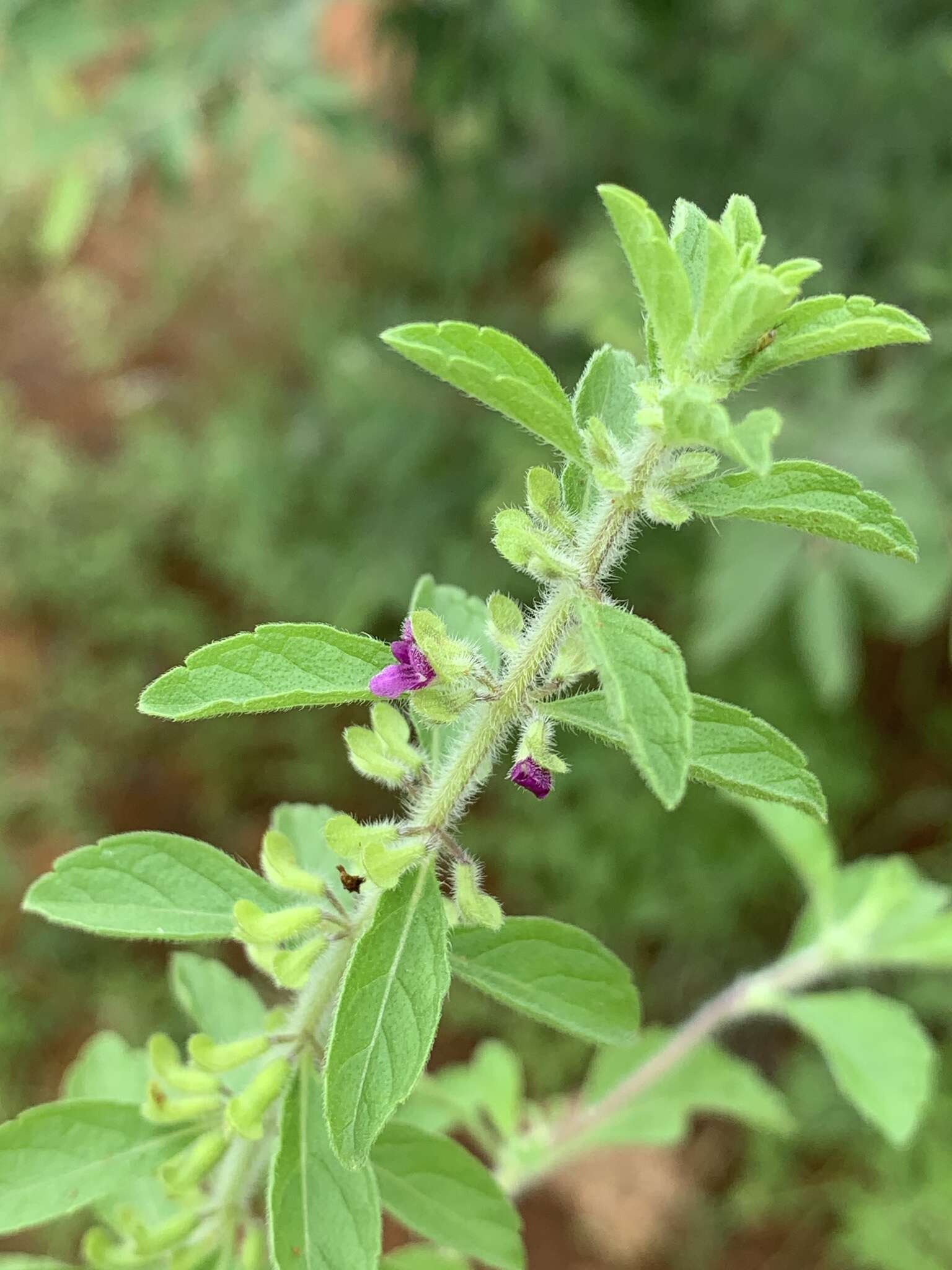 Image of Endostemon tereticaulis (Poir.) M. R. Ashby