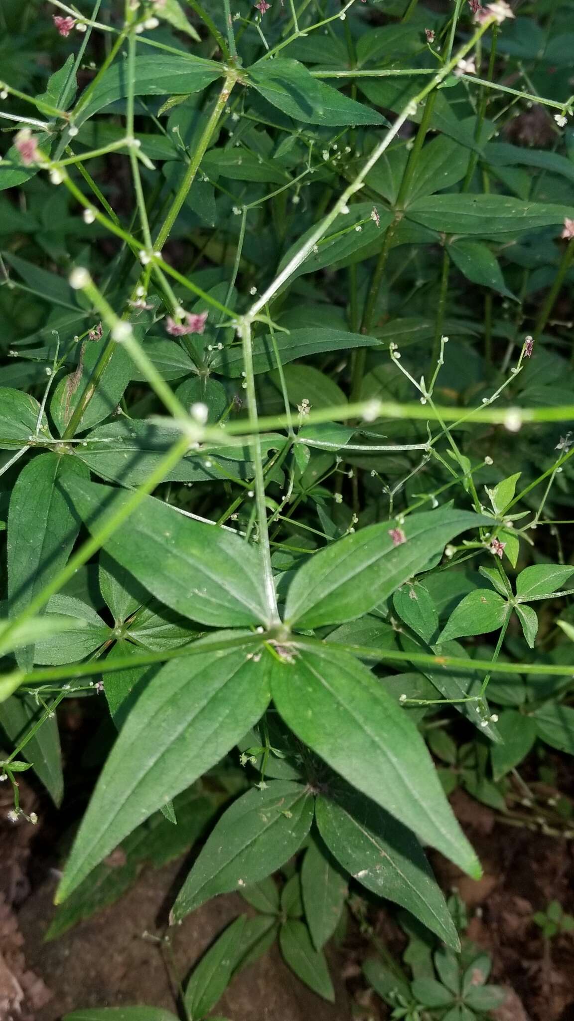 Imagem de Galium latifolium Michx.